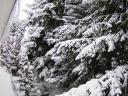 The Trees on the side of the house