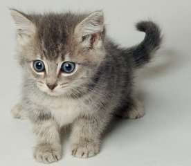 A kitten… isn’t it cute?
